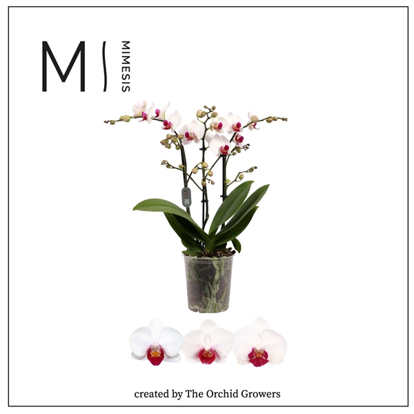 <h4>Mimesis Phal. Multi Red Lip - 3 spike 12cm</h4>