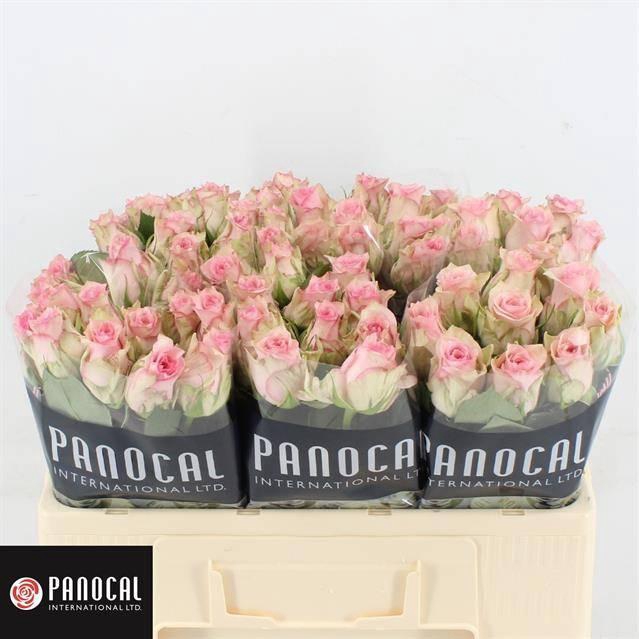 <h4>R GR SUDOKU</h4>