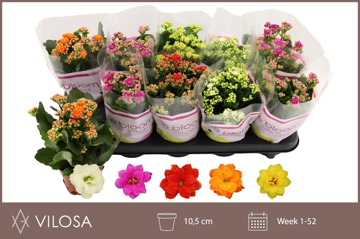 <h4>KAL GE GEM 5 KL</h4>