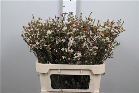 <h4>Chame Un Ella</h4>