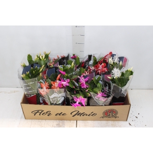 FLOR DE MAIO P11