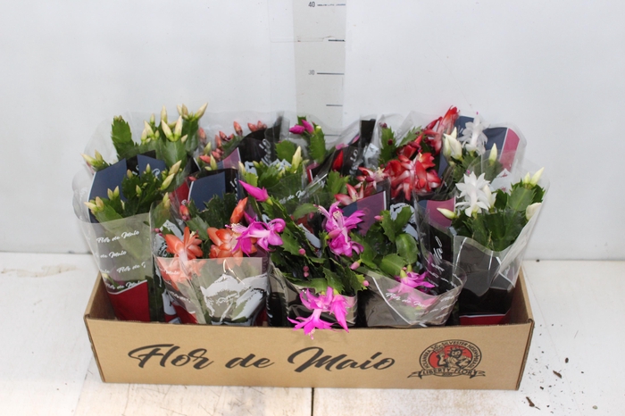 <h4>FLOR DE MAIO P11</h4>