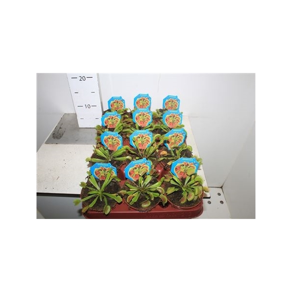 <h4>Dionaea Muscipula A2</h4>