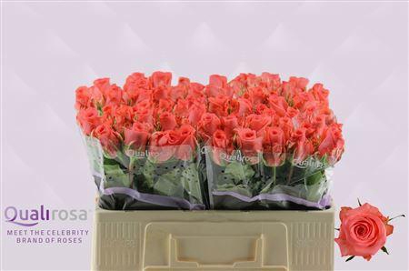 <h4>R GR SANKARA</h4>