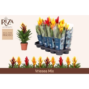 VRIES GEM 5 SRT