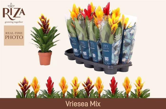 <h4>VRIES GEM 5 SRT</h4>
