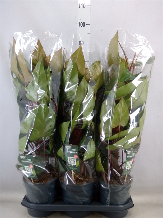 <h4>Philodendron  'Red Emerald'</h4>