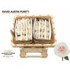 Rosa David Austin Purity