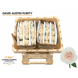 Rosa David Austin Purity