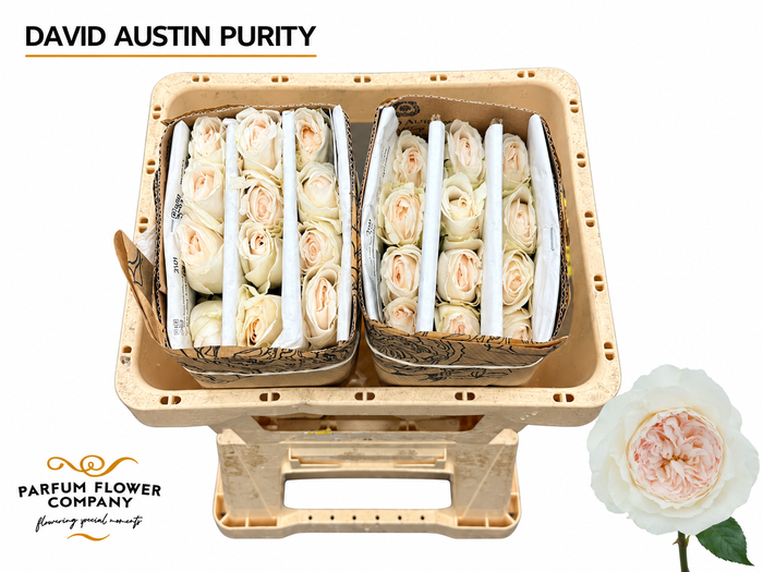 <h4>Rosa David Austin Purity</h4>