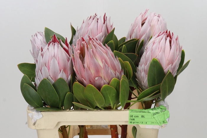 Protea Cynaroides