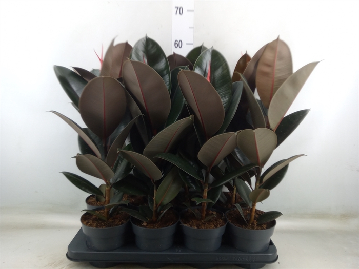 <h4>Ficus elastica 'Abidjan'</h4>