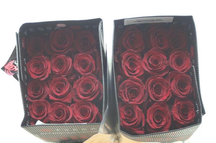 <h4>R GR EQ EXPLORER</h4>