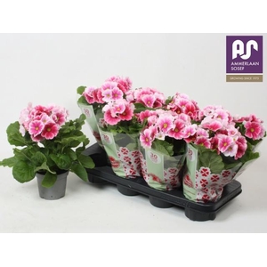 PRIM OB TM RED WHITE