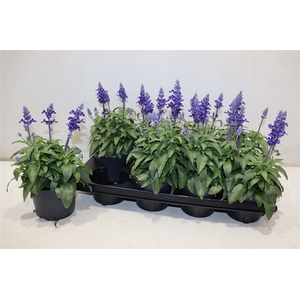 Salvia Farinacea