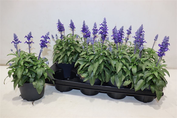 <h4>Salvia Farinacea</h4>