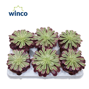 Aeonium Mardi Grass
