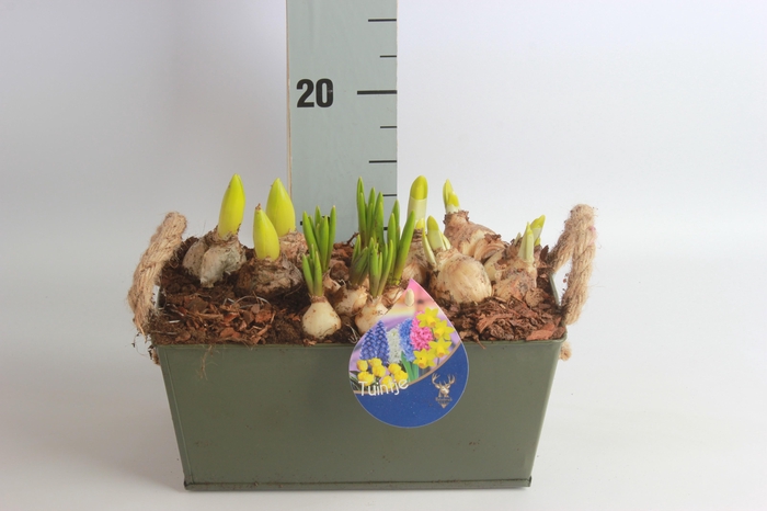 <h4>ARR BOL KNOLGEWAS</h4>