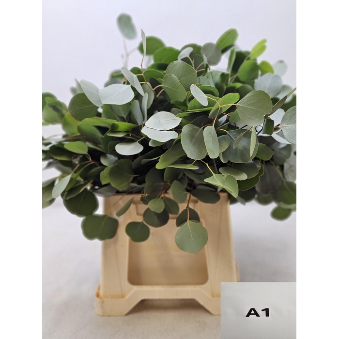 <h4>EUC POPULUS PB</h4>