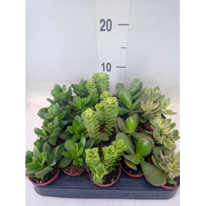 Crassula   ...mix