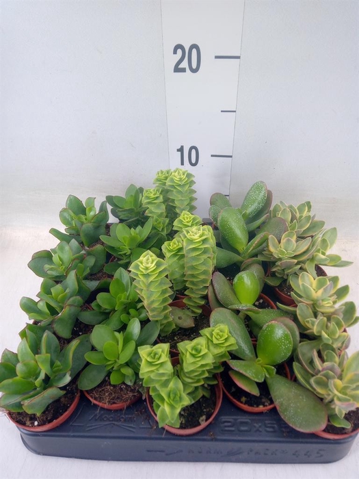 <h4>Crassula   ...mix</h4>