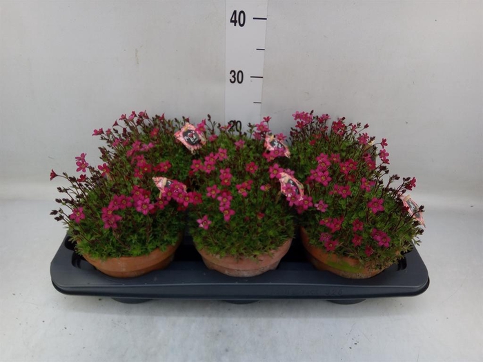 <h4>Saxifraga arend.</h4>