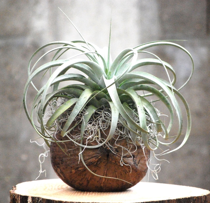 <h4>Arr.  Tillandsia H%</h4>