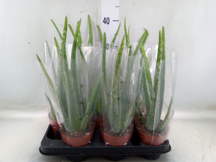 <h4>Aloe vera</h4>
