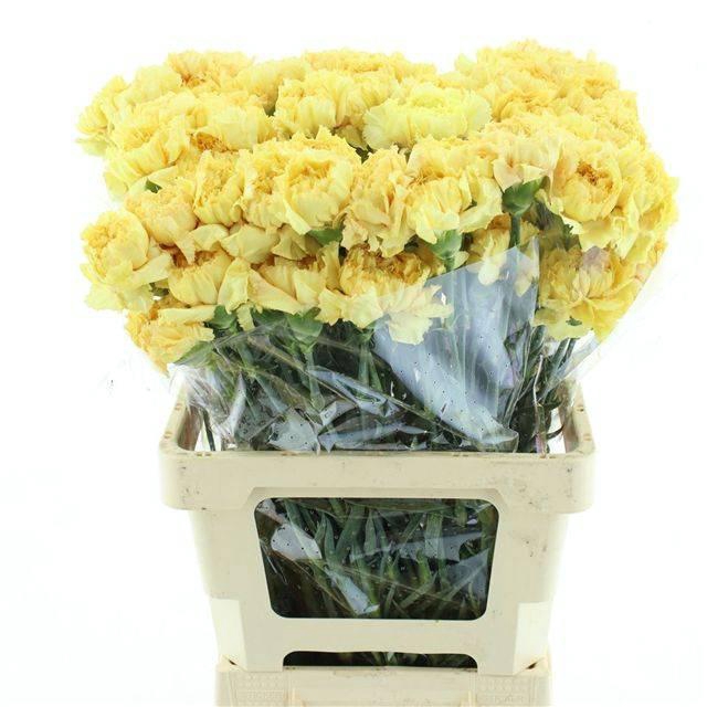 <h4>DI ST REINA GOLD X 160</h4>