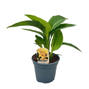 Canna Tenerife Zonder Bloem p 17