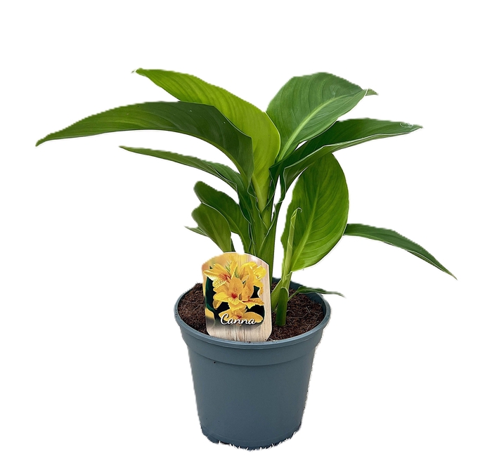 <h4>Canna Tenerife Zonder Bloem p 17</h4>