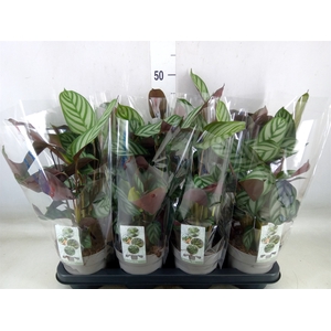 Ctenanthe setosa 'Compactstar'