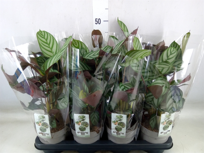<h4>Ctenanthe setosa 'Compactstar'</h4>