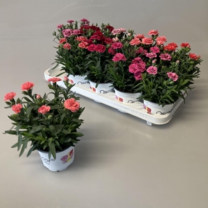 Dianthus  'Oscar'   ...mix