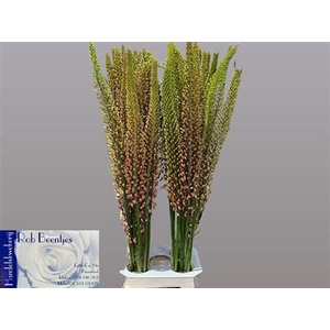 Eremurus Macarena