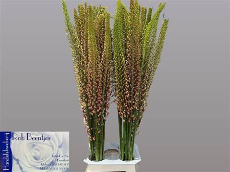 <h4>Eremurus Macarena</h4>