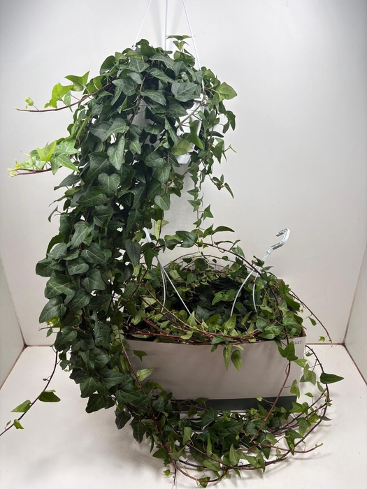 <h4>HED HE MEIN HERZ</h4>