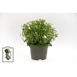 CAMPANU. PORTENSCHLAGIANA