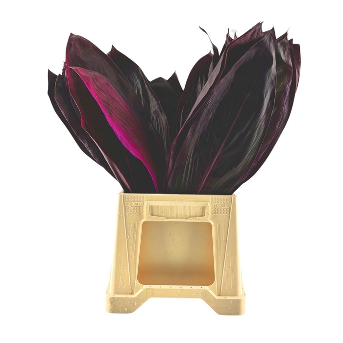 <h4>Cordyline Big Red 55/60cm</h4>