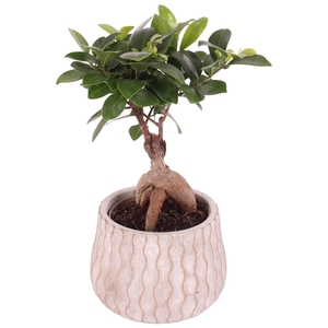 Ficus m. Ginseng Ball Shape Ø09cm in Ø12cm Ceramic PL569