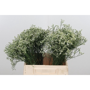 Lim Sin Clear Diamon