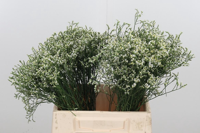 <h4>Lim Sin Clear Diamon</h4>