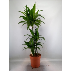 Dracaena frag. 'Janet Craig'