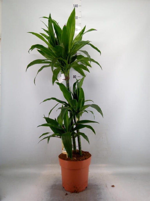 <h4>Dracaena frag. 'Janet Craig'</h4>