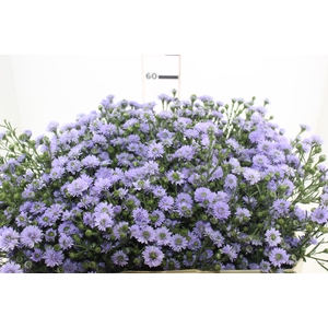 ASTER D. PLUS 060 CM MIN 20 GRAMAS