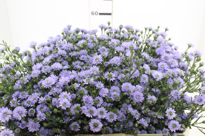 ASTER D. PLUS 060 CM MIN 20 GRAMAS