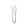 Syringa Branch Extra Godard