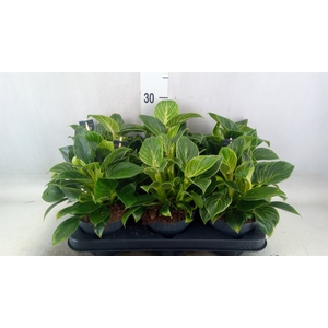 Philodendron  'Birkin'