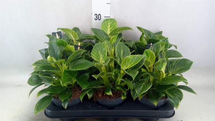 <h4>Philodendron  'Birkin'</h4>
