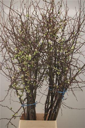 <h4>Chaenomeles Japonica White Extra</h4>